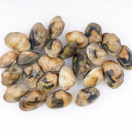 Almeja Babosa - Imagen 3