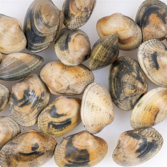 Almeja Babosa - Imagen 2