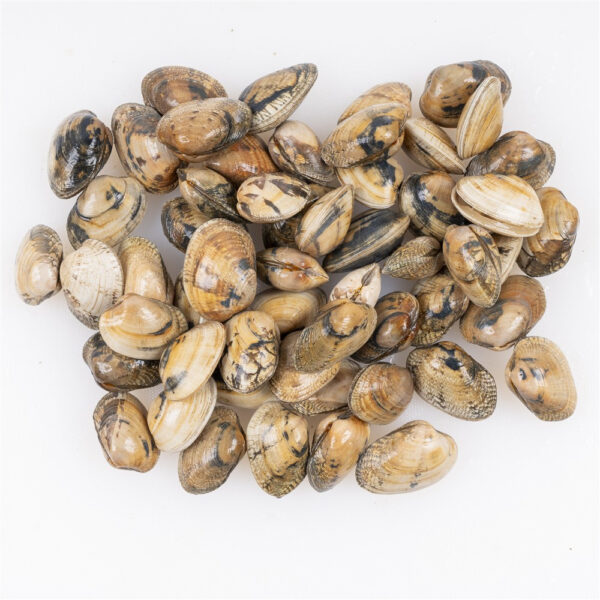 Almeja fina - Imagen 3