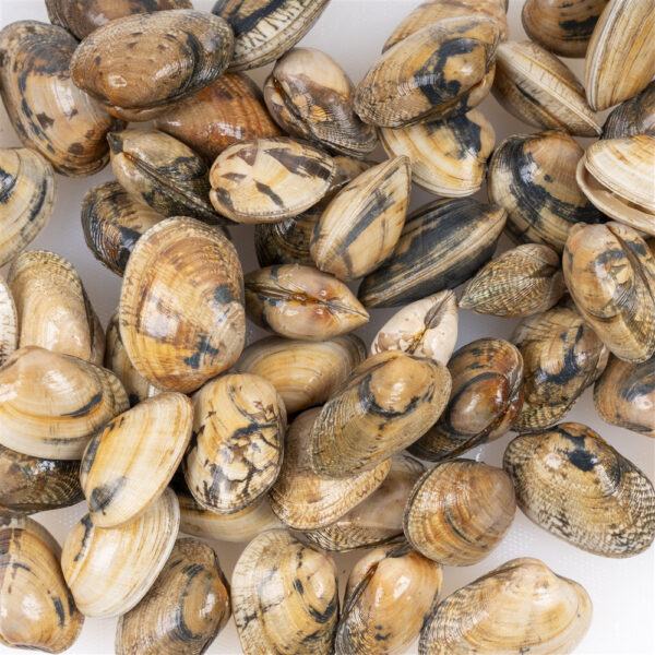 Almeja fina - Imagen 2