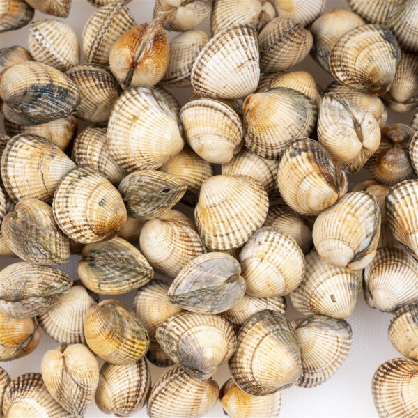 Berberecho gallego - Imagen 3