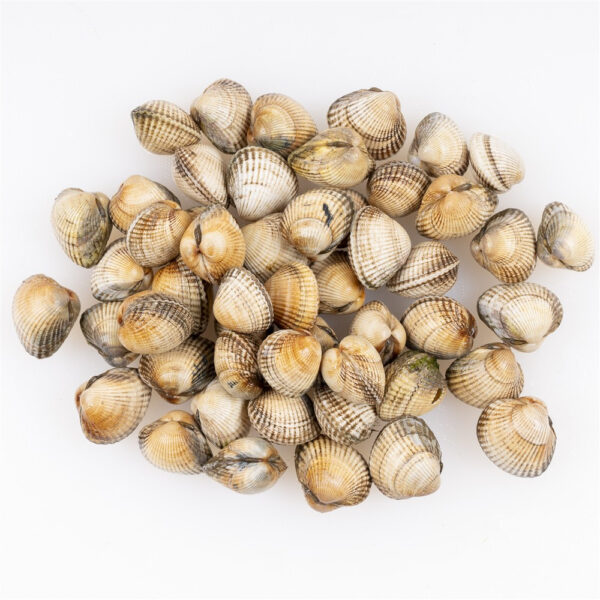 Berberecho gallego - Imagen 4