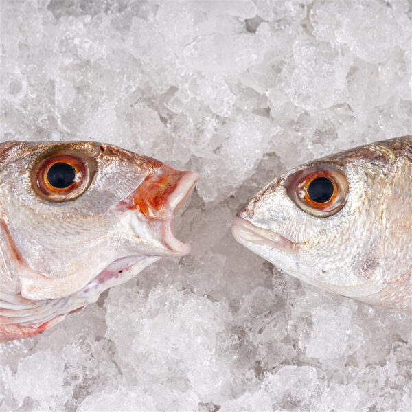 Besugo blanco o aligote - Imagen 2