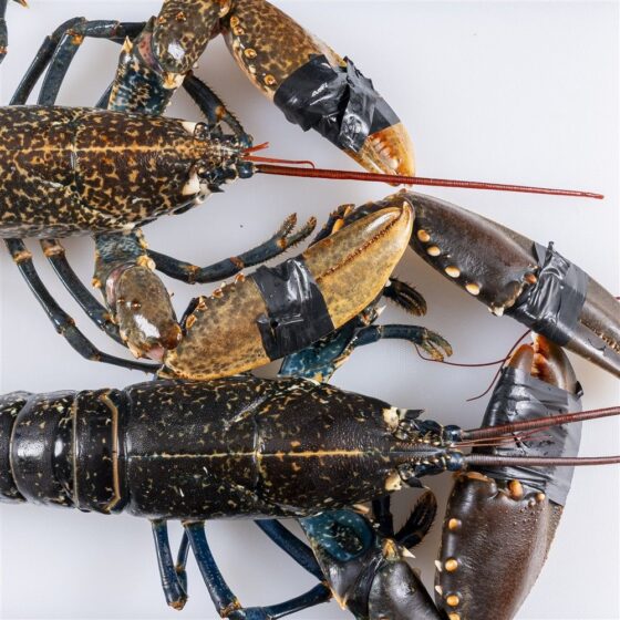 Bogavante gallego - Imagen 3