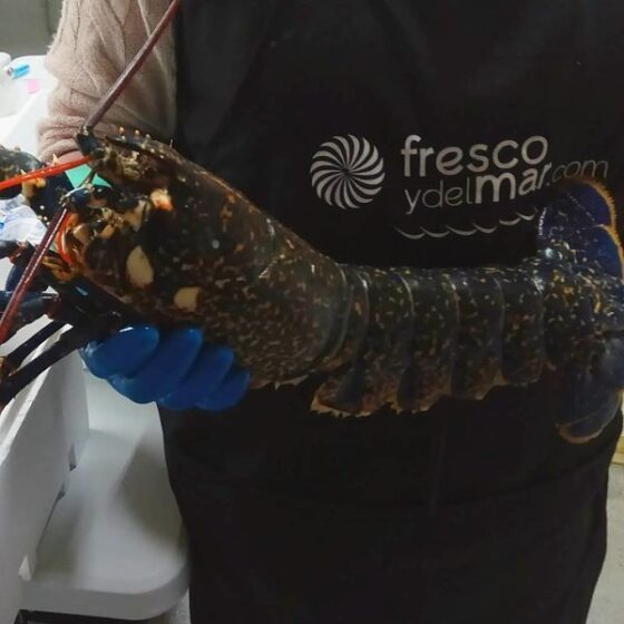 Bogavante gallego - Imagen 2