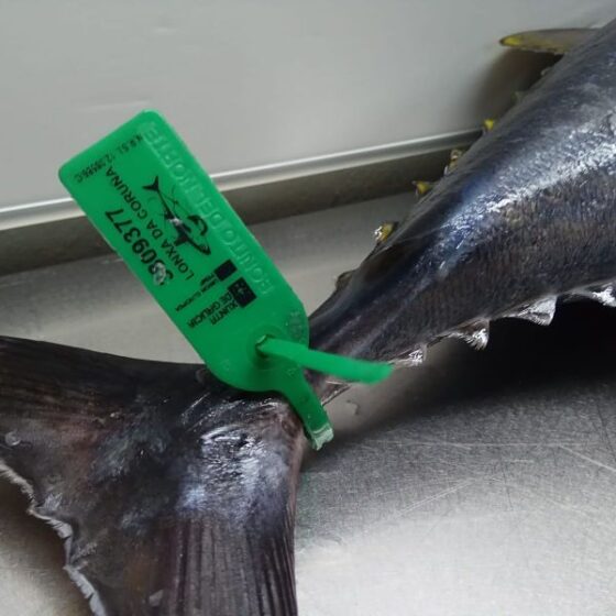 Bonito del norte - Imagen 5