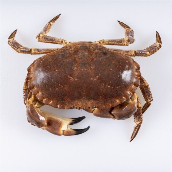 Buey de mar - Imagen 3