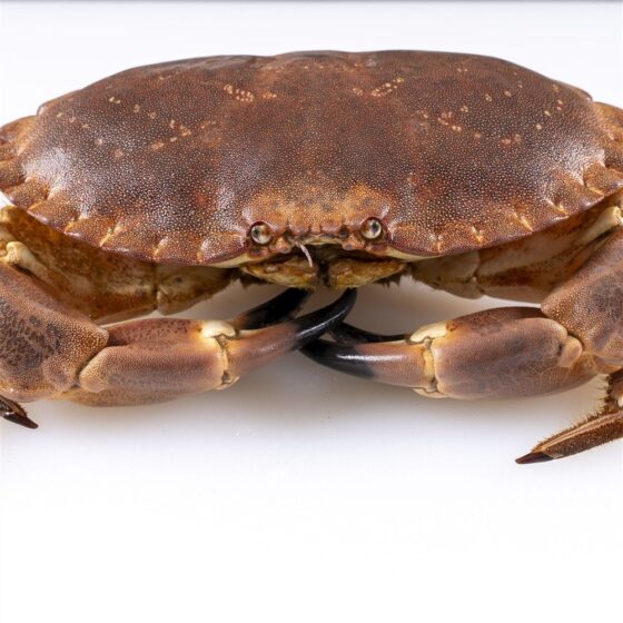 Buey de mar - Imagen 2