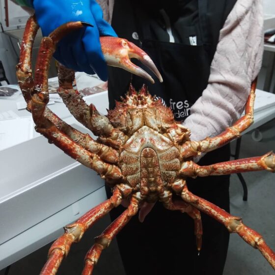 Centolla gallega 'de la ría' - Imagen 2