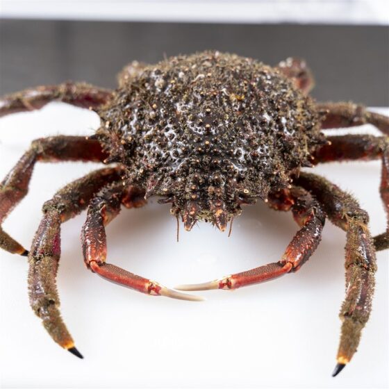 Centolla gallega 'de la ría' - Imagen 4