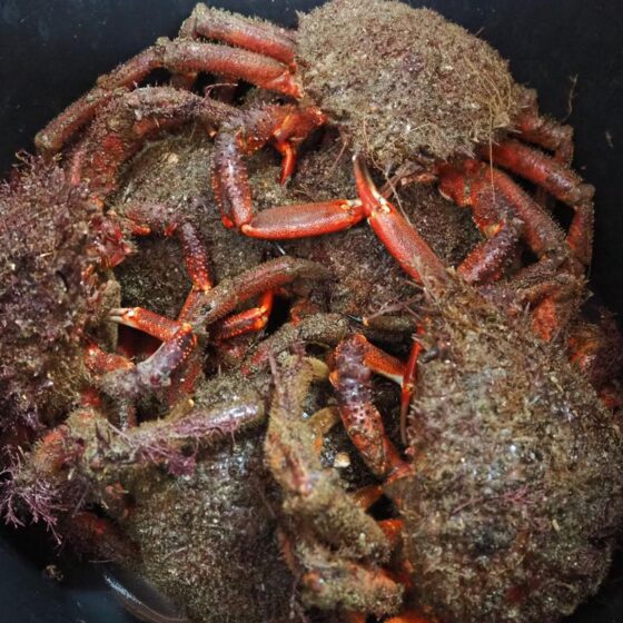 Centolla gallega 'de la ría' - Imagen 3