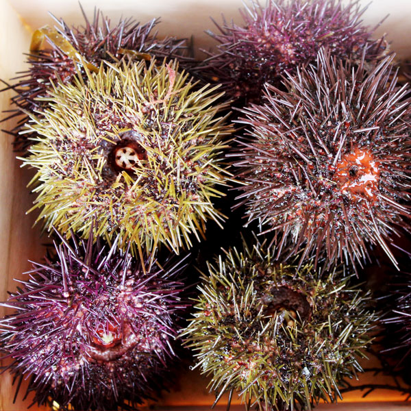 erizo de mar a domicilio