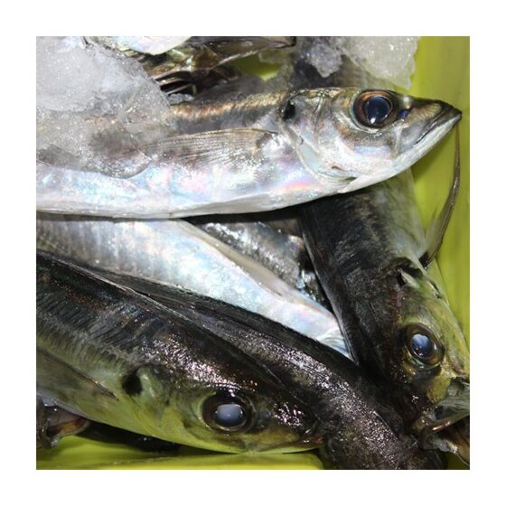 Jurel o chicharro - Imagen 2