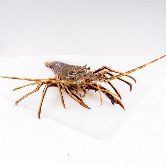 Langosta gallega de la Costa da Morte - Imagen 3