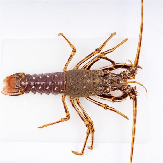 Langosta gallega de la Costa da Morte - Imagen 2