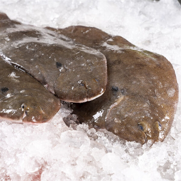 Lenguado salvaje - Imagen 2