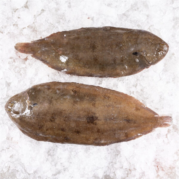 Lenguado salvaje - Imagen 3