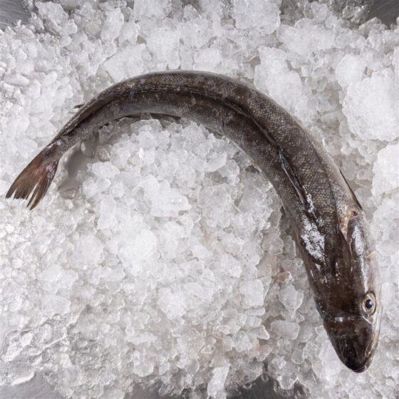 Merluza europea - Imagen 3