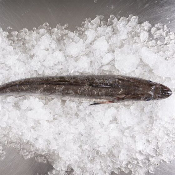 Merluza europea - Imagen 4