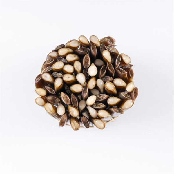 Navajas de la ría de Muros - Imagen 3