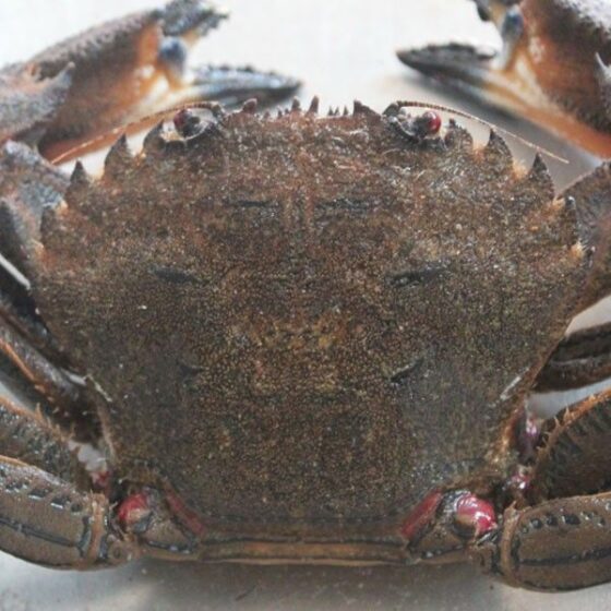 Nécora 'de la Ría' - Imagen 2