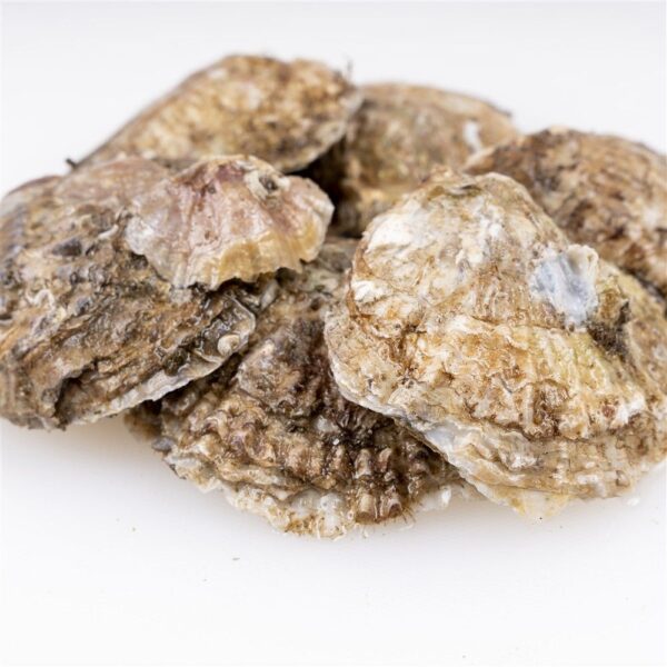 Ostras de Galicia - Imagen 3