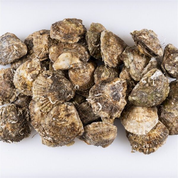 Ostras de Galicia - Imagen 4