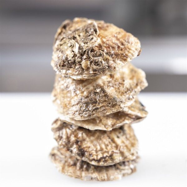 Ostras de Galicia - Imagen 2