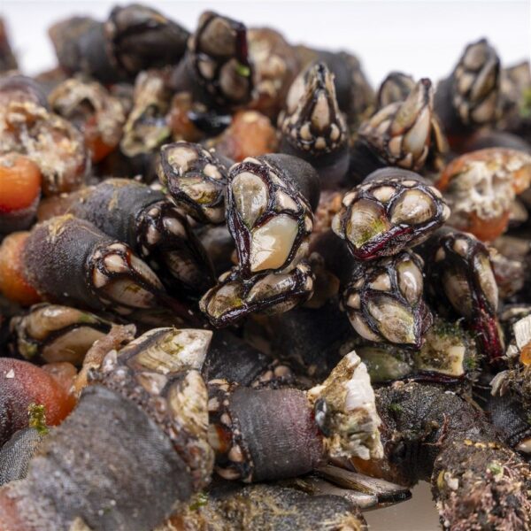 Percebe de Costa da Morte - Imagen 2