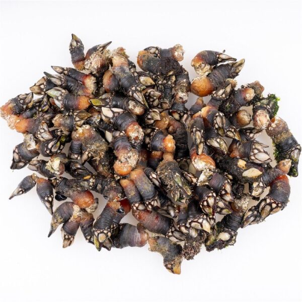 Percebe de Costa da Morte - Imagen 4