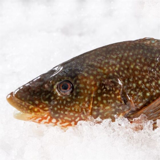 Pinto o maragota - Imagen 2