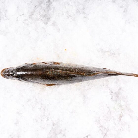 Pinto o maragota - Imagen 3