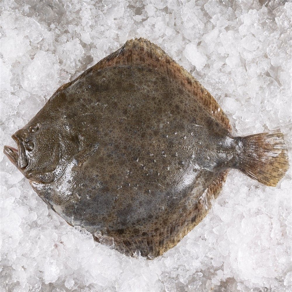 rodaballo_salvaje_a_domicilio_2_