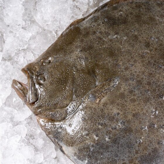 Rodaballo salvaje - Imagen 3