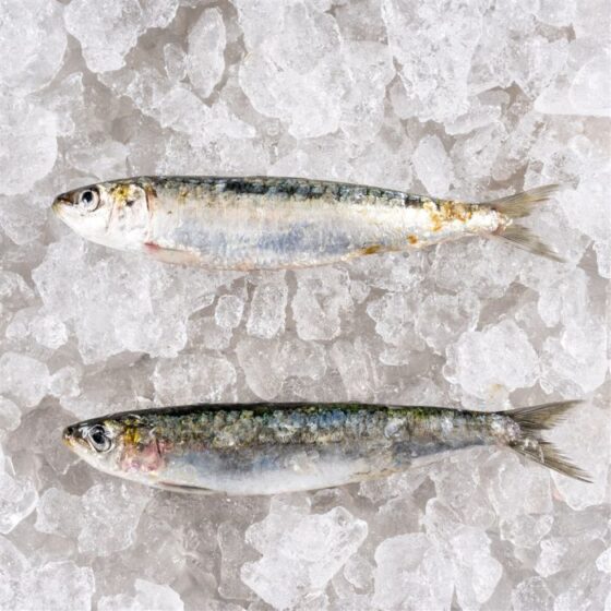 Sardinas - Imagen 2