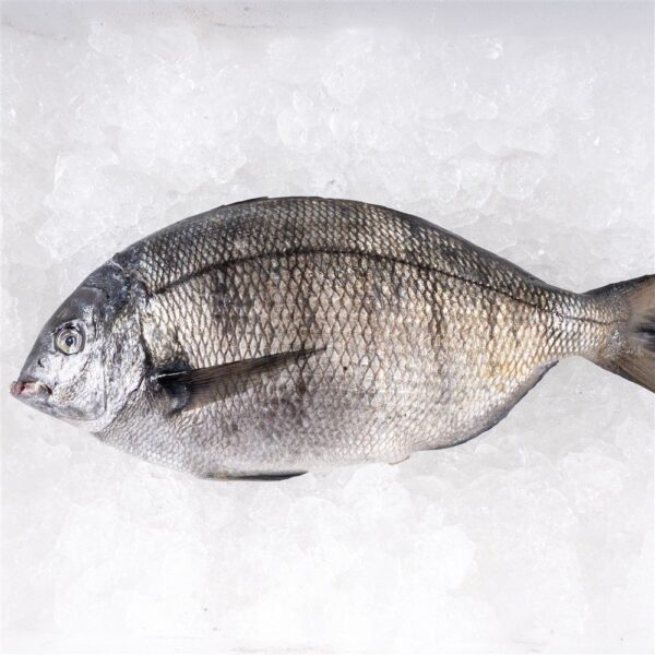 Sargo gallego - Imagen 3