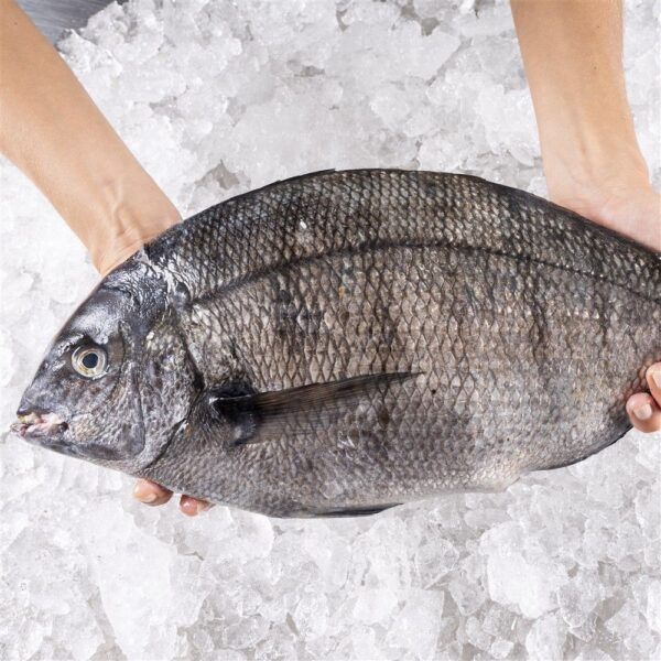 Sargo gallego - Imagen 2