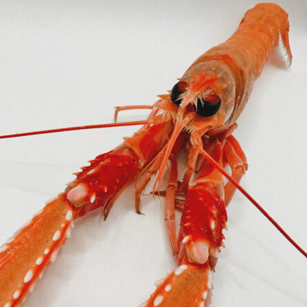 Comprar cigalas a domicilio