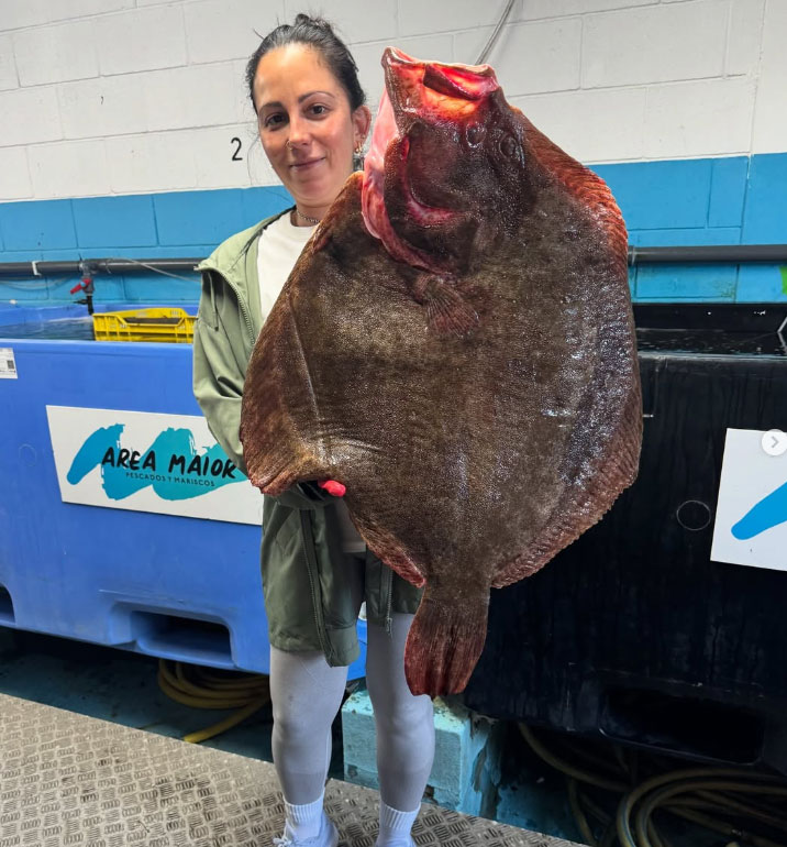 pescaderia online mariscos y pescados area maior